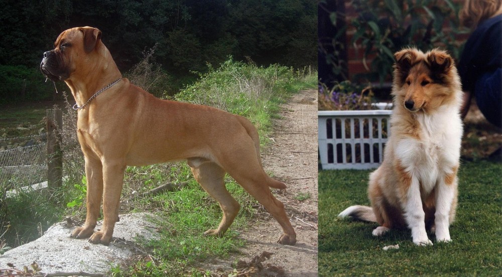 Rough Collie vs Bullmastiff - Breed Comparison