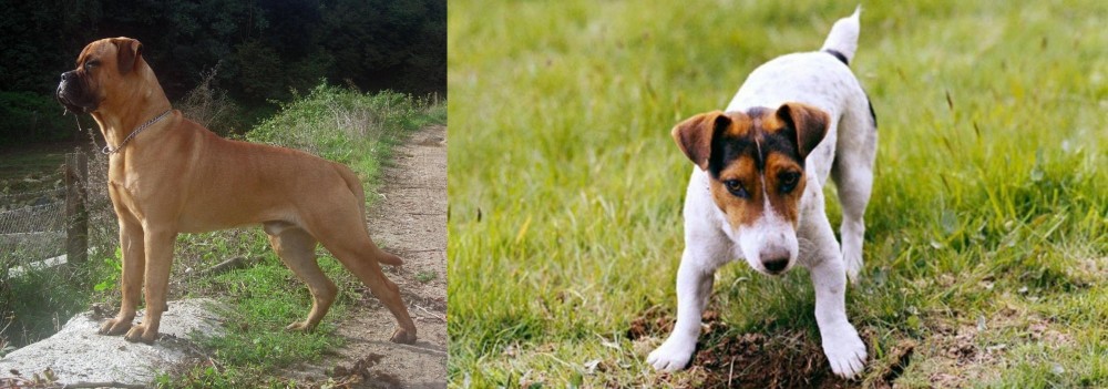 Russell Terrier vs Bullmastiff - Breed Comparison