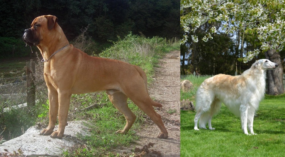 Russian Hound vs Bullmastiff - Breed Comparison