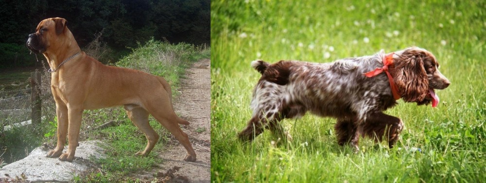Russian Spaniel vs Bullmastiff - Breed Comparison