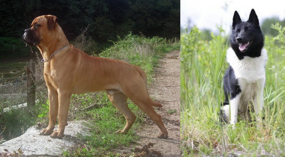 Russo-European Laika vs Bullmastiff - Breed Comparison