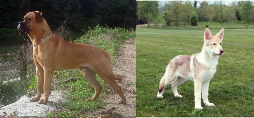Saarlooswolfhond vs Bullmastiff - Breed Comparison