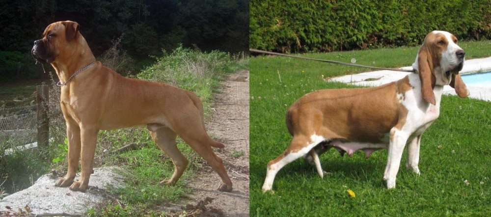 Sabueso Espanol vs Bullmastiff - Breed Comparison