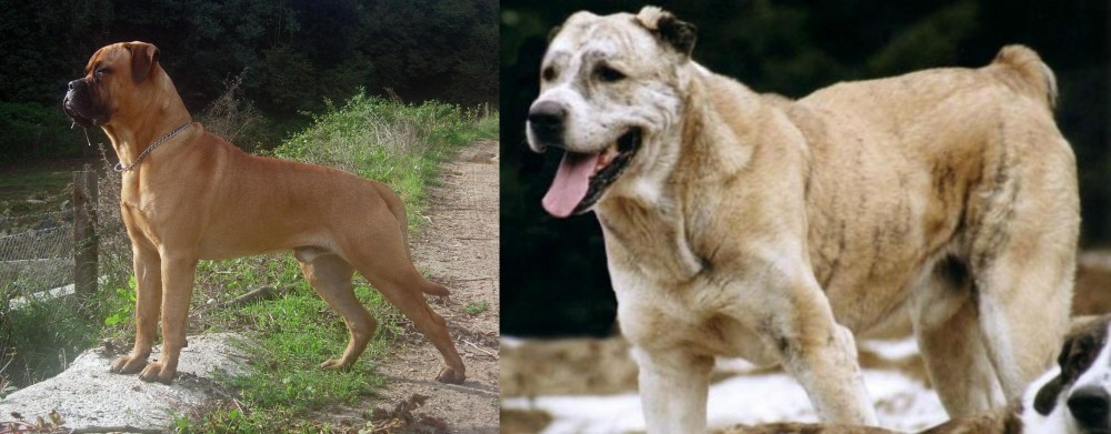 Sage Koochee vs Bullmastiff - Breed Comparison