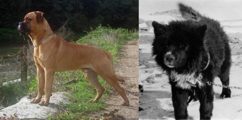 Sakhalin Husky vs Bullmastiff - Breed Comparison