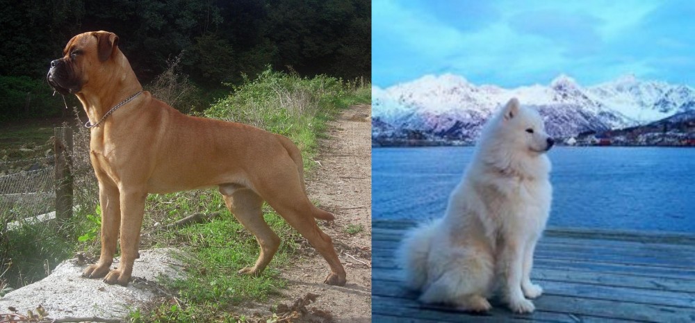 Samoyed vs Bullmastiff - Breed Comparison