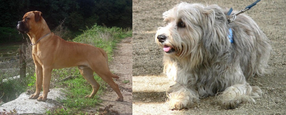 Sapsali vs Bullmastiff - Breed Comparison