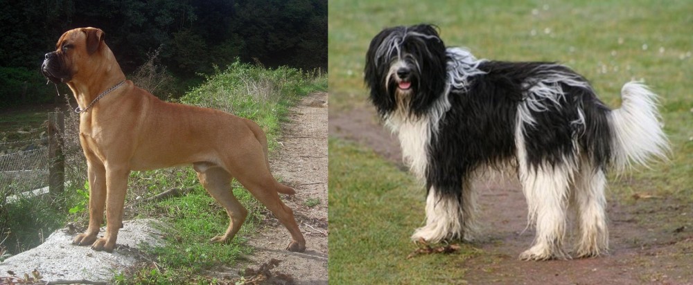 Schapendoes vs Bullmastiff - Breed Comparison