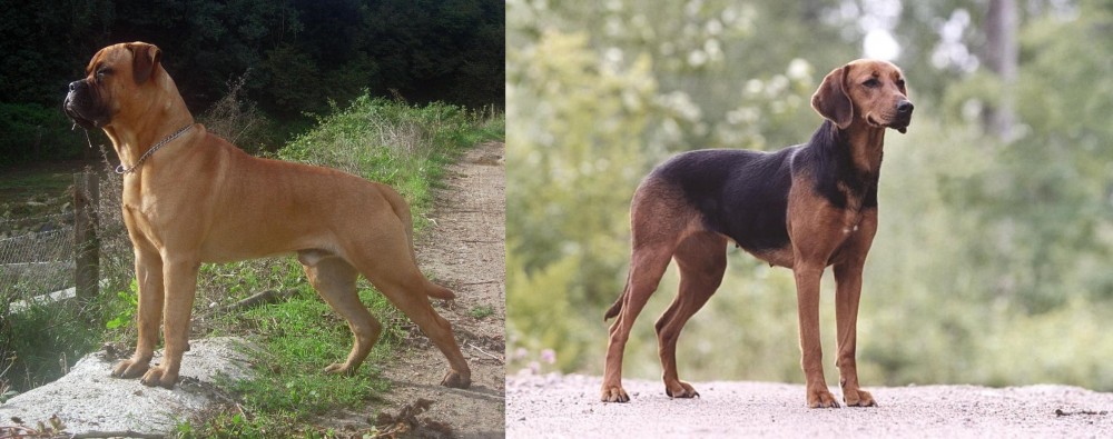Schillerstovare vs Bullmastiff - Breed Comparison