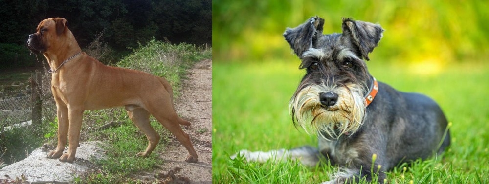 Schnauzer vs Bullmastiff - Breed Comparison
