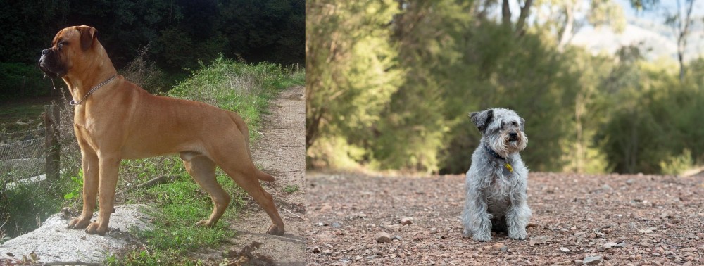 Schnoodle vs Bullmastiff - Breed Comparison