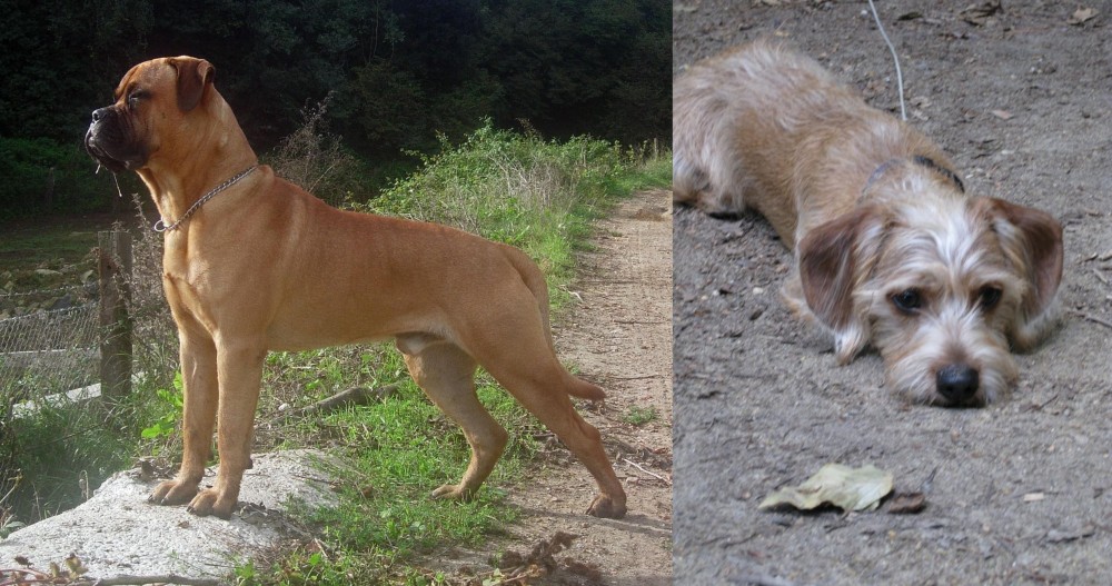 Schweenie vs Bullmastiff - Breed Comparison