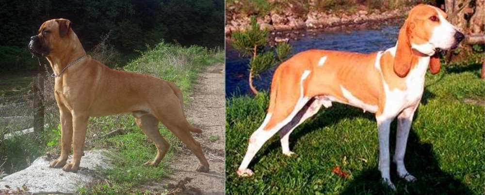 Schweizer Laufhund vs Bullmastiff - Breed Comparison