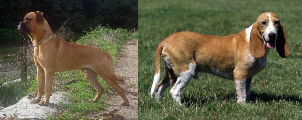 Schweizer Niederlaufhund vs Bullmastiff - Breed Comparison
