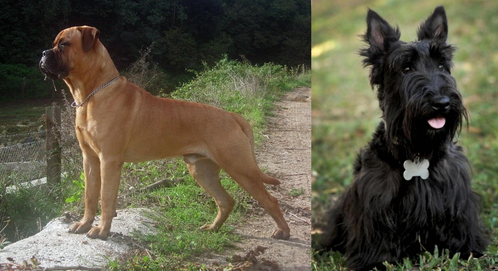 Scoland Terrier vs Bullmastiff - Breed Comparison