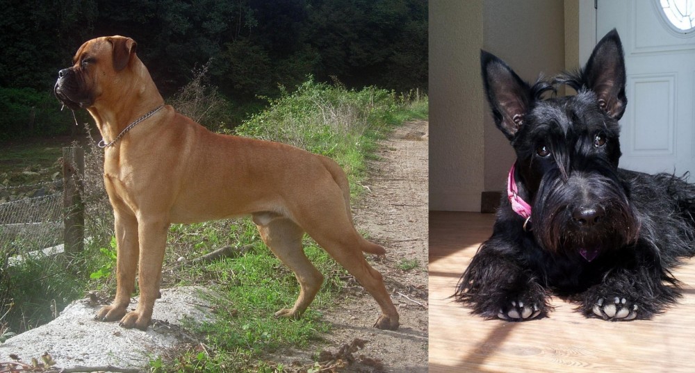 Scottish Terrier vs Bullmastiff - Breed Comparison
