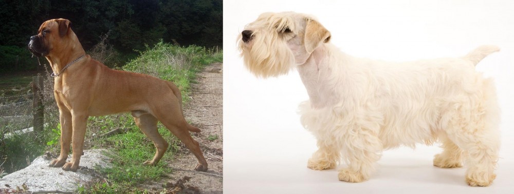 Sealyham Terrier vs Bullmastiff - Breed Comparison