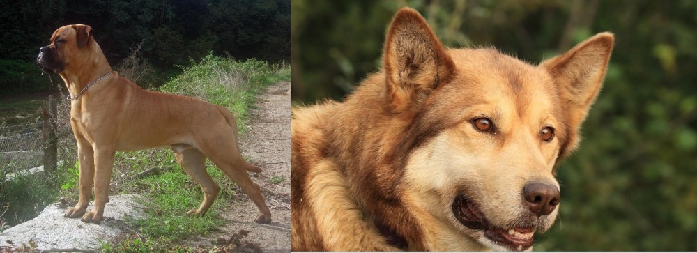 Seppala Siberian Sleddog vs Bullmastiff - Breed Comparison