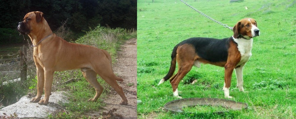 Serbian Tricolour Hound vs Bullmastiff - Breed Comparison