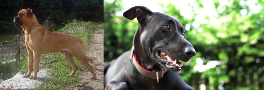 Shepard Labrador vs Bullmastiff - Breed Comparison