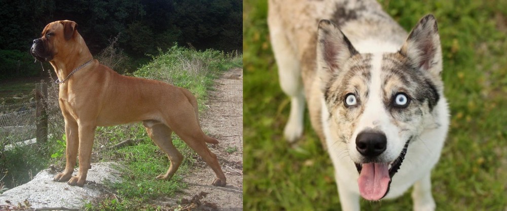 Shepherd Husky vs Bullmastiff - Breed Comparison