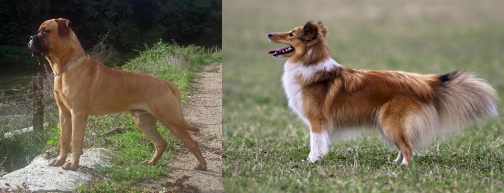 Shetland Sheepdog vs Bullmastiff - Breed Comparison