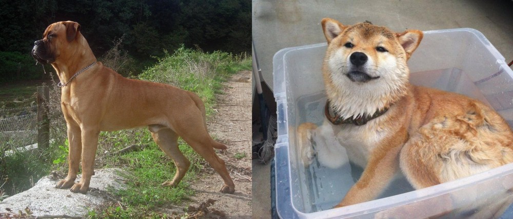 Shiba Inu vs Bullmastiff - Breed Comparison