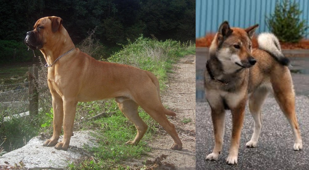 Shikoku vs Bullmastiff - Breed Comparison