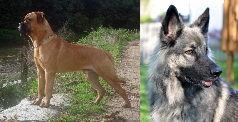 Shiloh Shepherd vs Bullmastiff - Breed Comparison