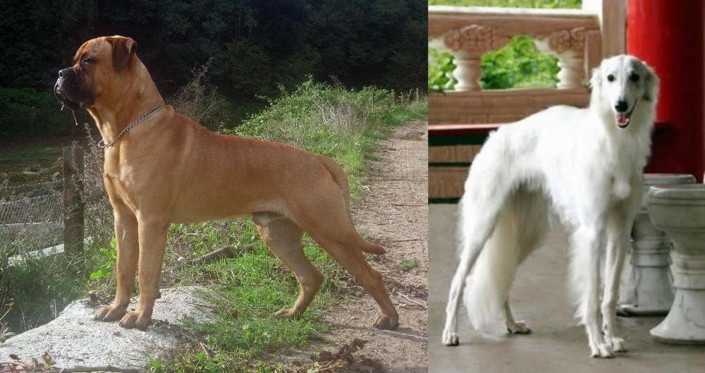 Silken Windhound vs Bullmastiff - Breed Comparison