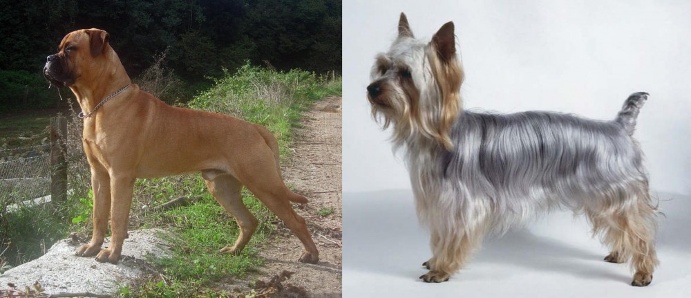 Silky Terrier vs Bullmastiff - Breed Comparison