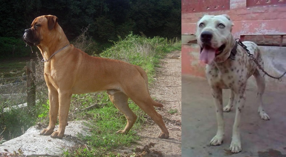 Sindh Mastiff vs Bullmastiff - Breed Comparison