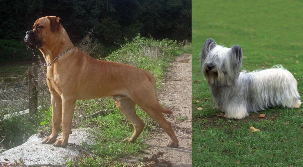 Skye Terrier vs Bullmastiff - Breed Comparison