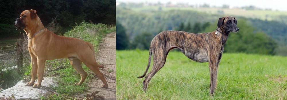 Sloughi vs Bullmastiff - Breed Comparison