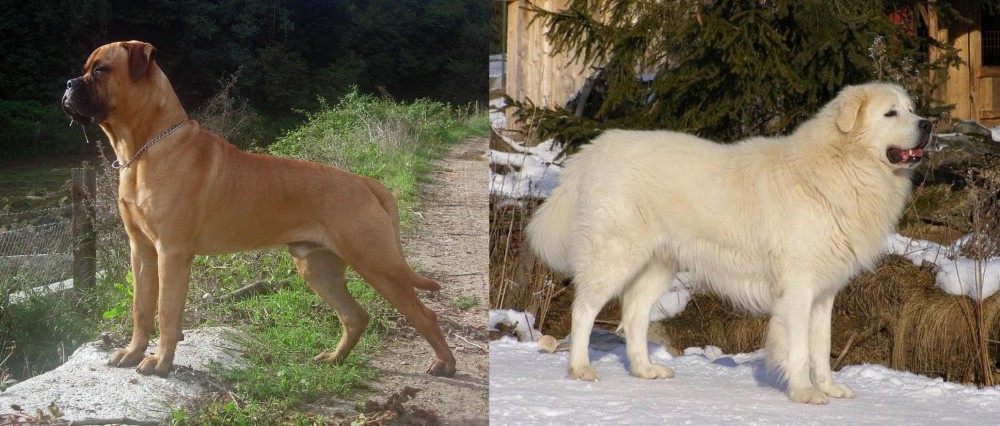 Slovak Cuvac vs Bullmastiff - Breed Comparison