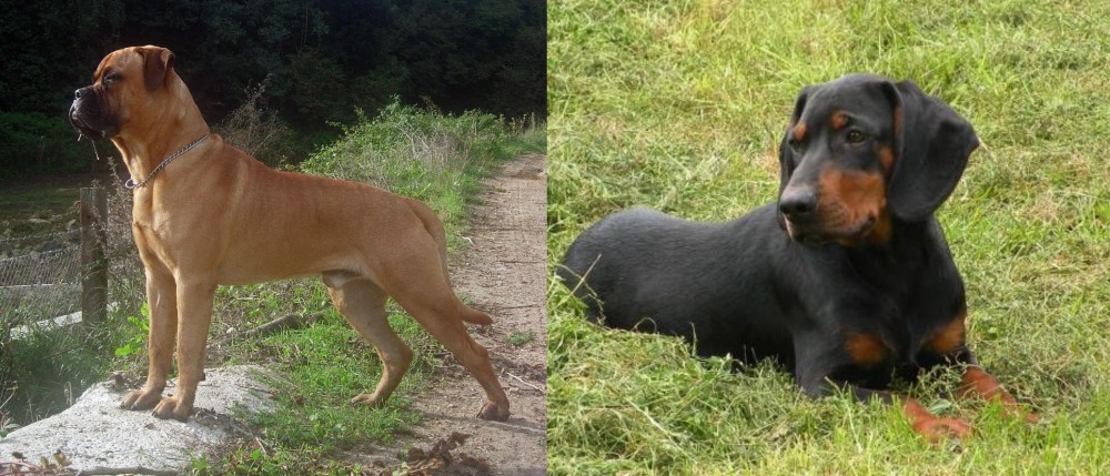 Slovakian Hound vs Bullmastiff - Breed Comparison
