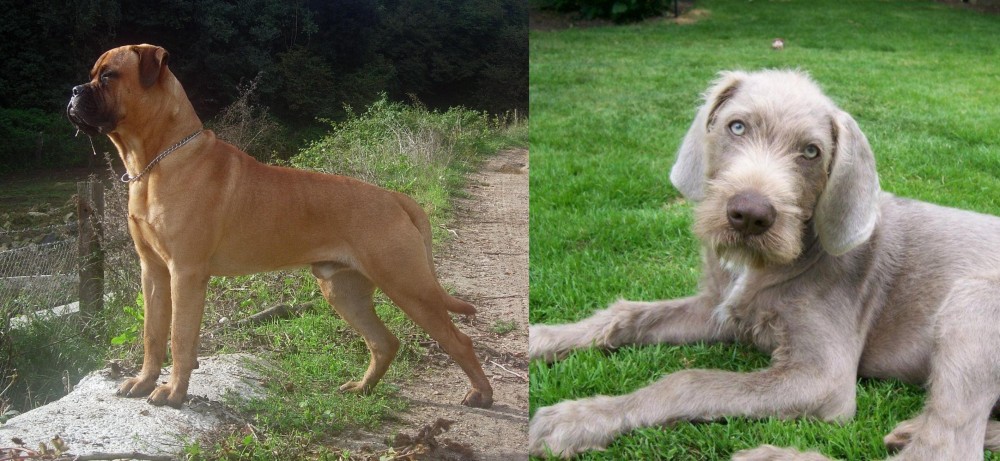 Slovakian Rough Haired Pointer vs Bullmastiff - Breed Comparison