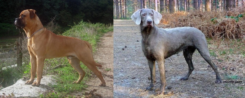 Slovensky Hrubosrsty Stavac vs Bullmastiff - Breed Comparison