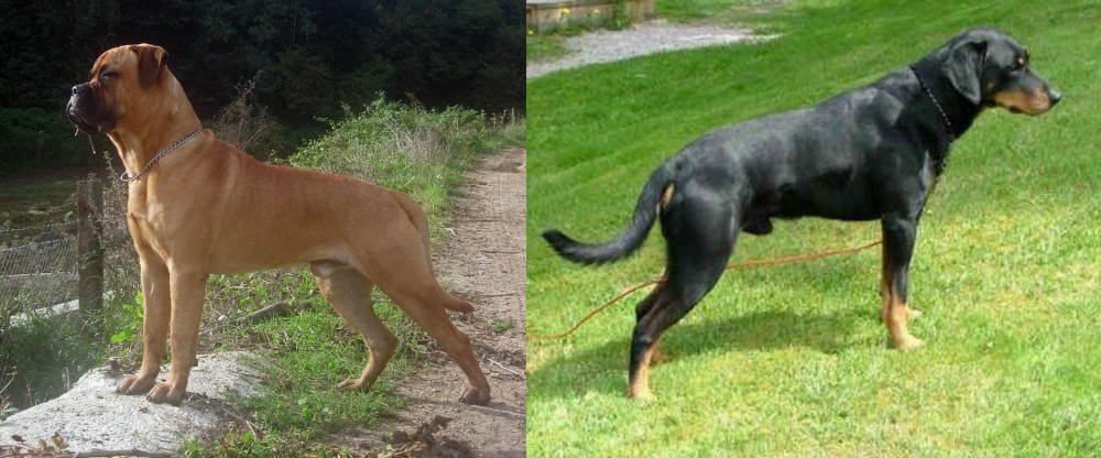Smalandsstovare vs Bullmastiff - Breed Comparison