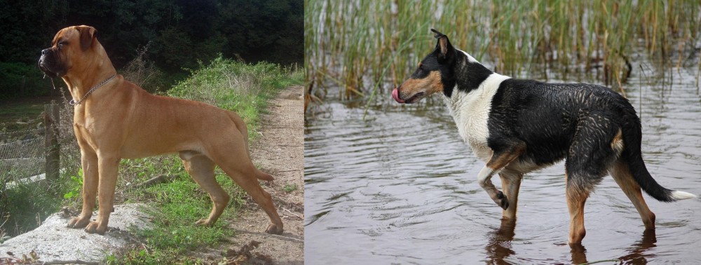 Smooth Collie vs Bullmastiff - Breed Comparison