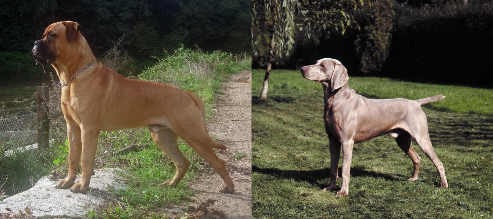 Smooth Haired Weimaraner vs Bullmastiff - Breed Comparison