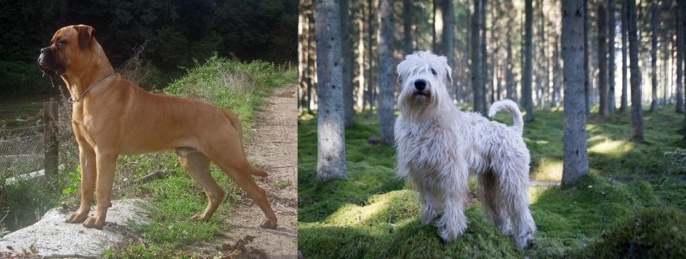 Soft-Coated Wheaten Terrier vs Bullmastiff - Breed Comparison