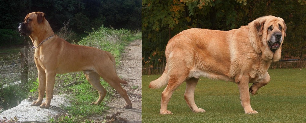 Spanish Mastiff vs Bullmastiff - Breed Comparison