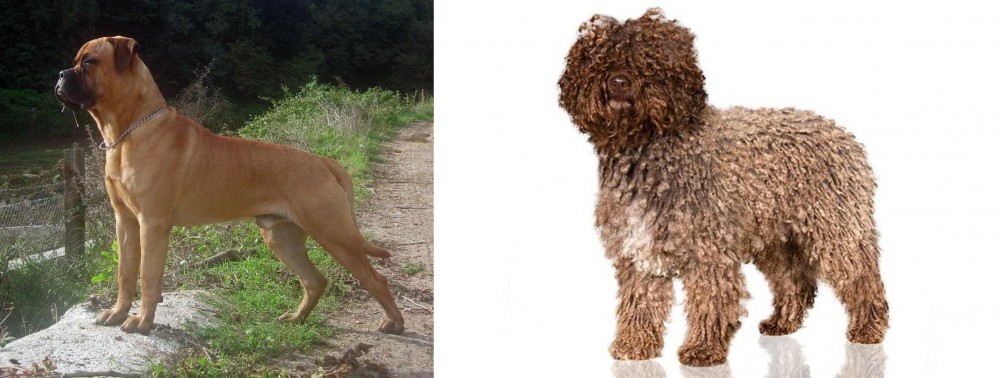 Spanish Water Dog vs Bullmastiff - Breed Comparison