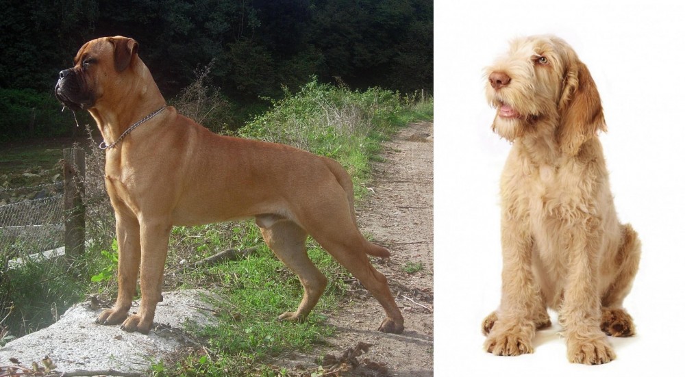 Spinone Italiano vs Bullmastiff - Breed Comparison