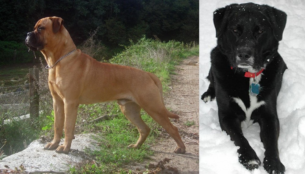 St. John's Water Dog vs Bullmastiff - Breed Comparison