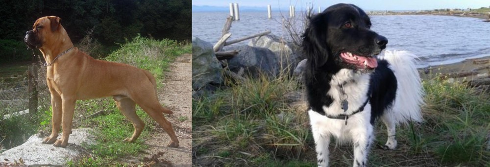 Stabyhoun vs Bullmastiff - Breed Comparison