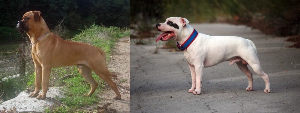 Staffordshire Bull Terrier vs Bullmastiff - Breed Comparison