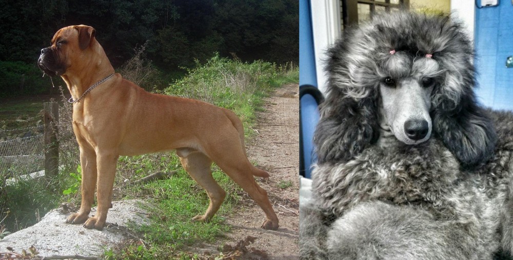 Standard Poodle vs Bullmastiff - Breed Comparison