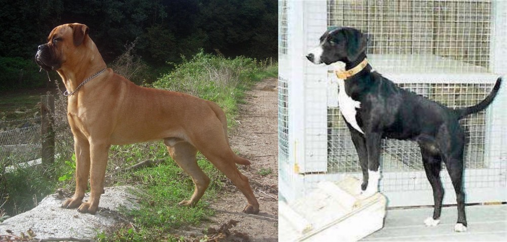 Stephens Stock vs Bullmastiff - Breed Comparison